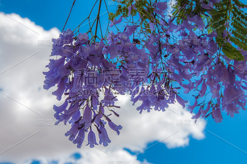 蓝花楹花在蓝天。