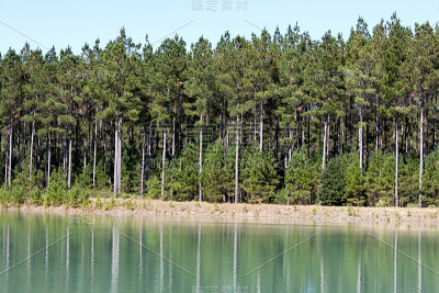 Gerogia林地