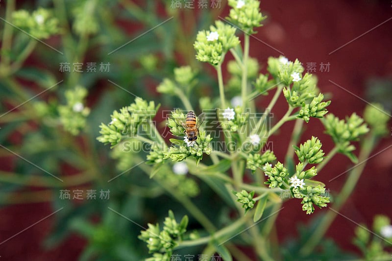 甜菊种植的细节