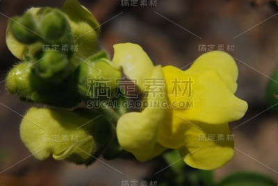 花自然叶色
