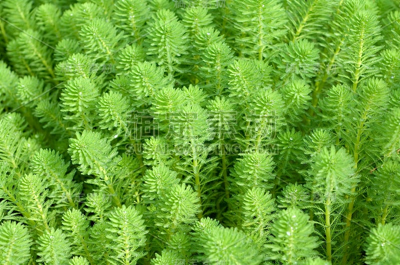 耆草属植物;Myriophyllum;aquaticum