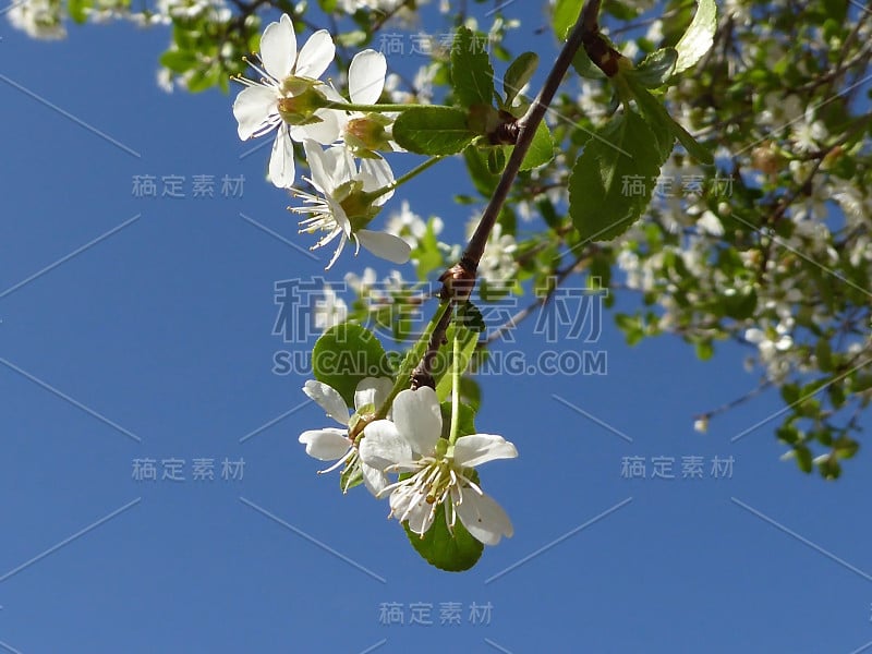 美丽的春花树与蓝天为背景