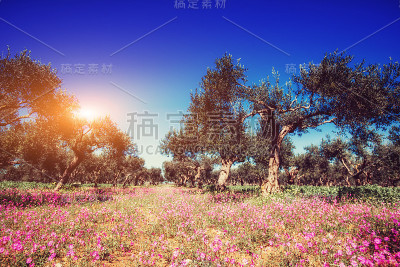 美丽的花园和蓝天。