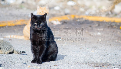 黑猫在路上