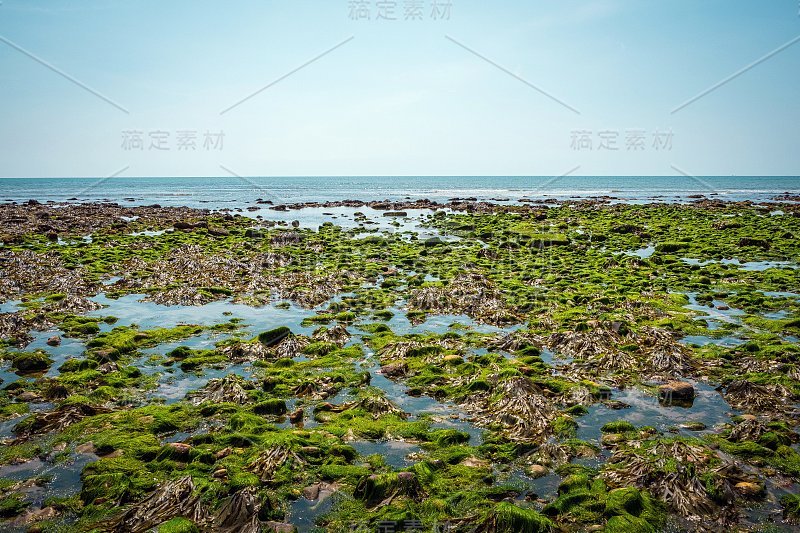 查茅斯海滩，英格兰南部侏罗纪海岸，退潮时海床上的岩石和苔藓