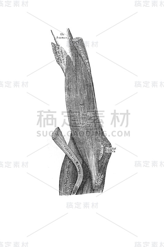 维什涅夫斯基(1890年，莫斯科)的旧书《人体解剖学》中肩部前部的肌肉