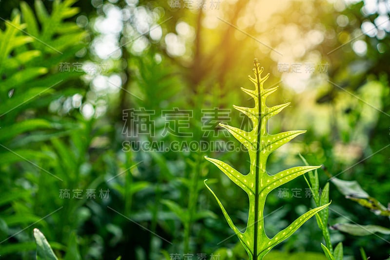 新鲜的绿色嫩叶夏威夷的疣蕨蔓延到阳光在多汁的绿色叶子模糊的背景，热带植物在自然森林