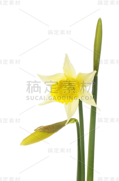 傻瓜和味蕾