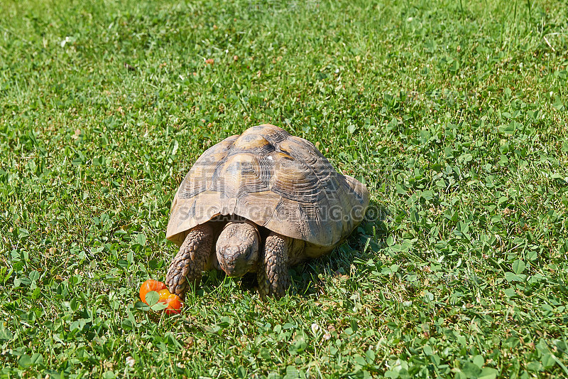 小草里的乌龟;海龟(Testudo hermanni)