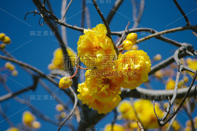 公园里的黄花