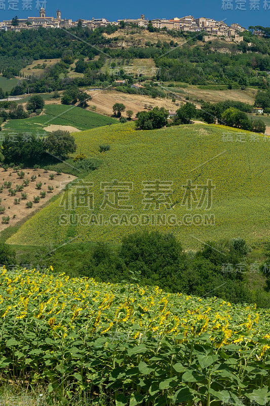 蒙特鲁比安诺附近的乡村景观，马奇，意大利