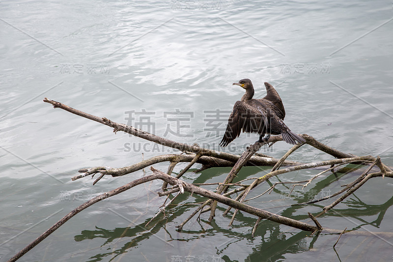 罗纳河上的鸬鹚