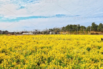 蓝天和油菜花。
