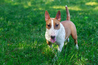 犬种嚣獍