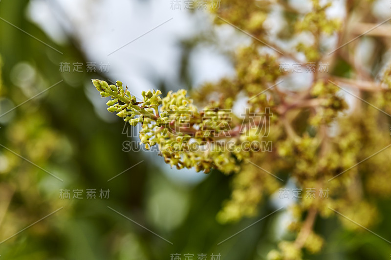 靠近花园中的有机芒果芽