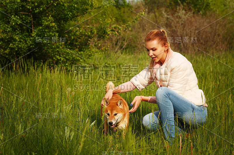 柴犬和草地上的一个女孩。