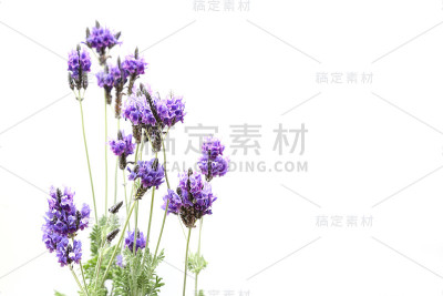 白色背景下的薰衣草