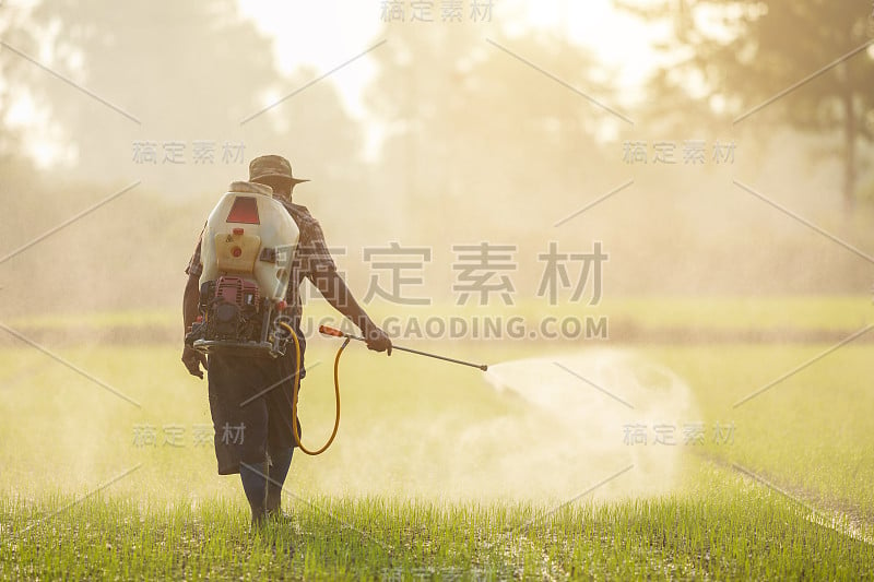 亚洲的农民，用机器向年轻的绿色稻田喷洒化学或肥料