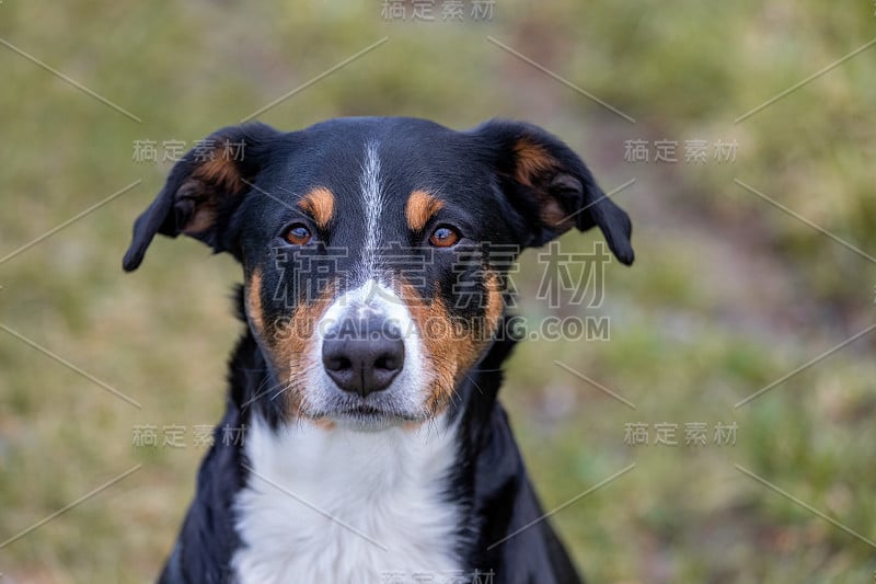 阿彭策尔·森嫩猎犬的肖像