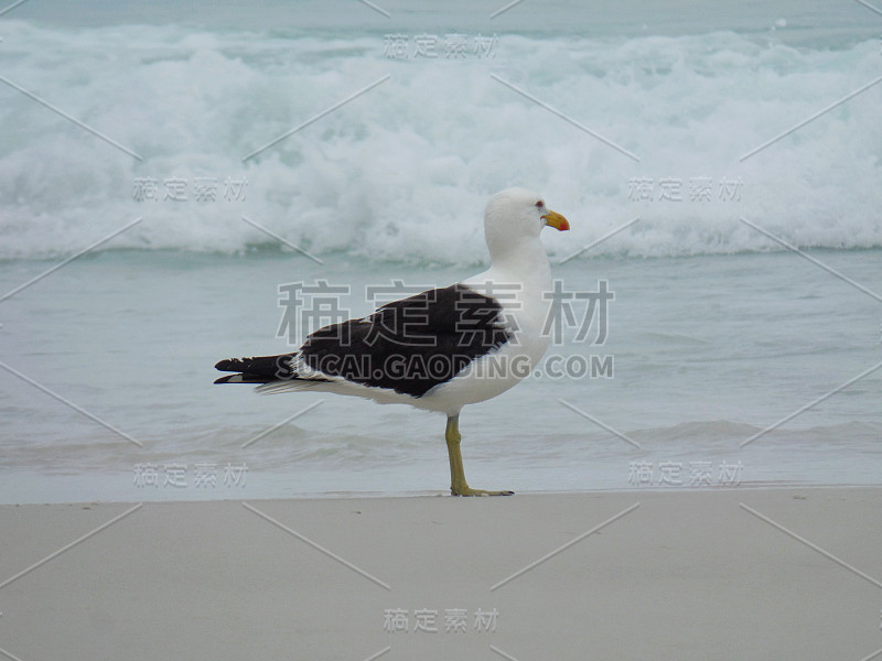 海鸥站在沙滩上，普拉尼哈斯做Pontal海滩，阿拉亚尔做卡波