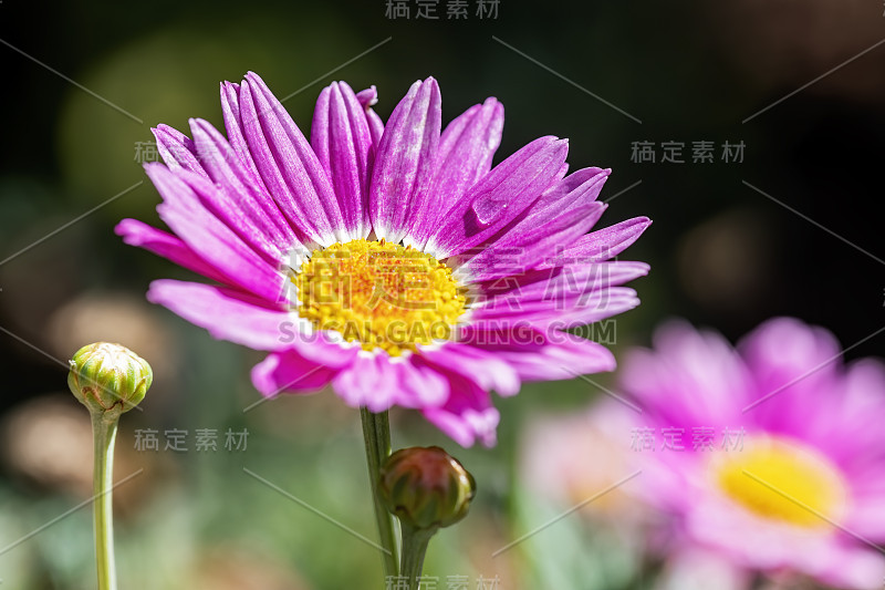 粉红色和黄色画的雏菊花