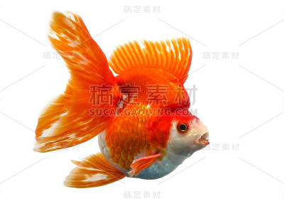 美丽的金鱼孤立在白色的背景