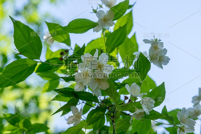 冠状花费城甜似桔黄色白色花在灌木枝上盛开，开花的英国山茱萸观赏植物