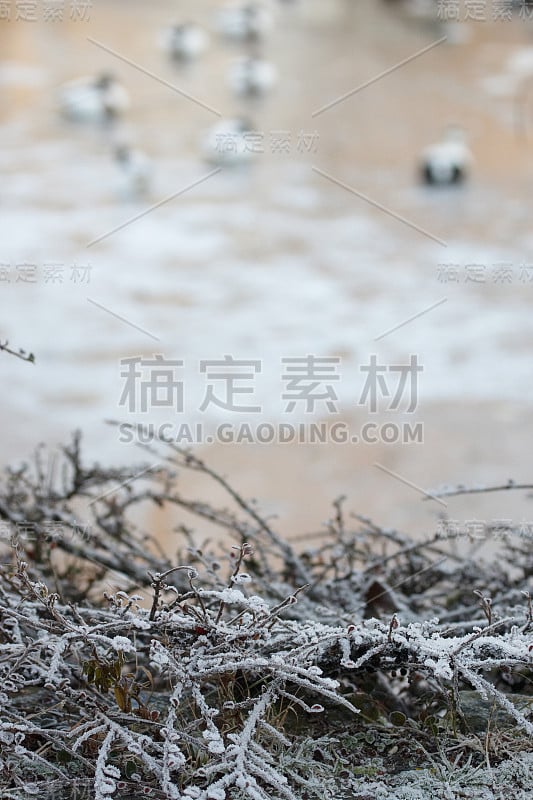 植物上霜，鸭子冻湖