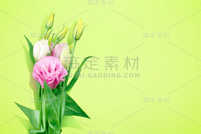 粉色Eustoma花