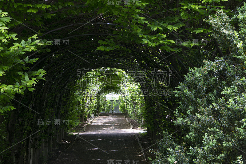 由蔓生植物和绿叶制成的绿色隧道通道。用花架做成的拱形篱笆