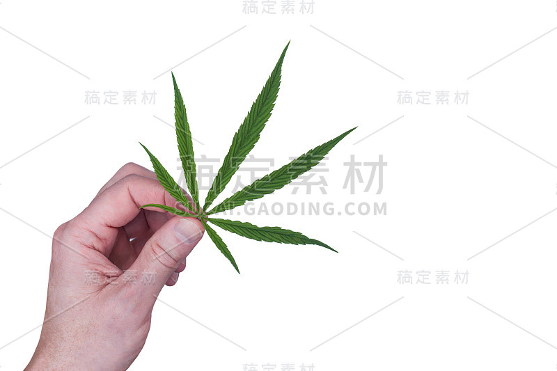 大麻叶子在手里。在白色背景