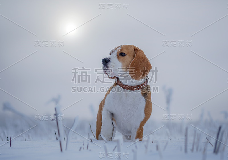 冬天的一天，小猎犬在白雪覆盖的树林里散步