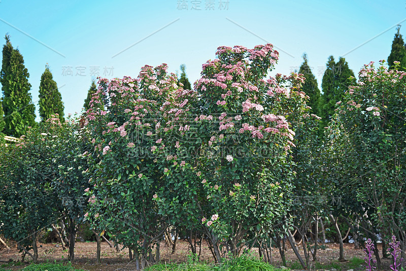 荚莲属的植物tinus