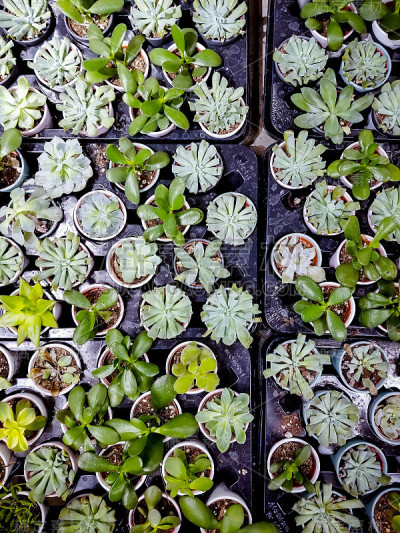 肉质植物行
