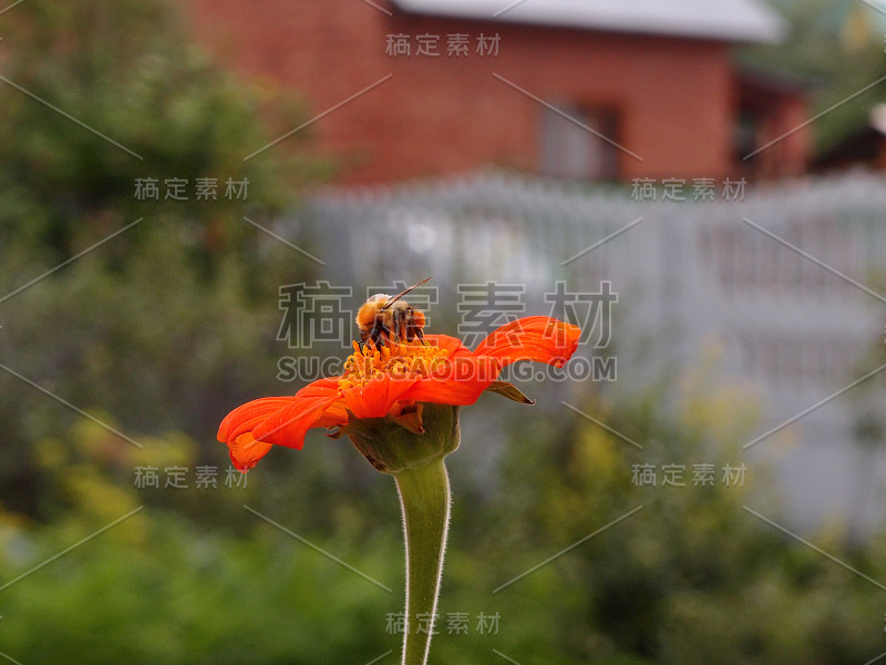 俄罗斯鄂木斯克地区，一只蜜蜂在一朵红花上采集花粉