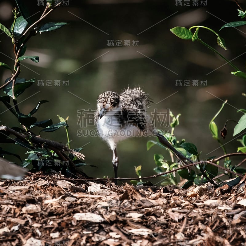 可爱的毛绒绒的幼雏田凫鸟夏天和春天的自然概念