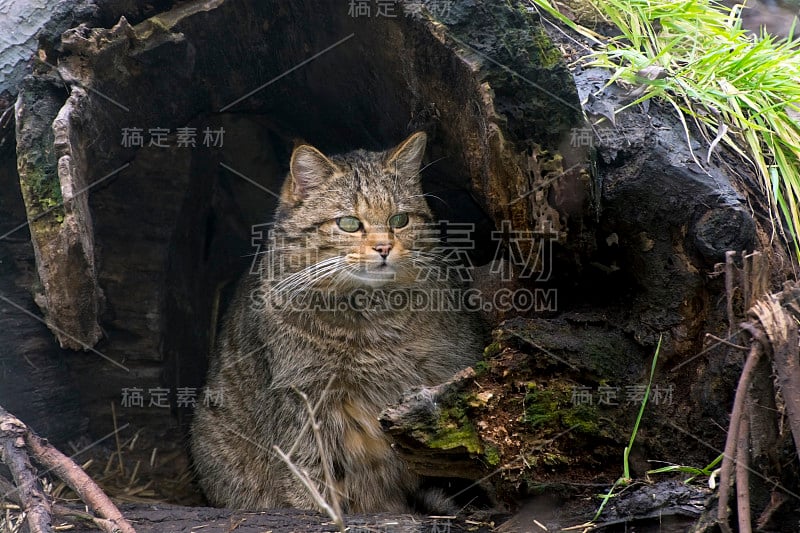 欧洲野猫