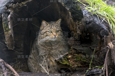 欧洲野猫