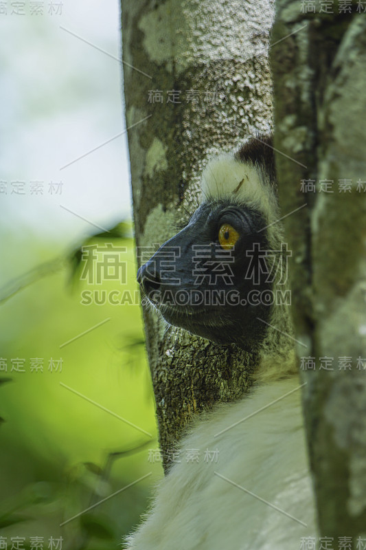 野生维罗狐猴“白狐猴”生活在印度洋的非洲马达加斯加岛