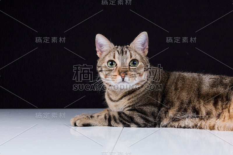 一个年轻美丽的猫的肖像孤立在黑色的背景。他有棕色和黑色的皮毛和绿色的眼睛。家庭或工作室，室内。的生活