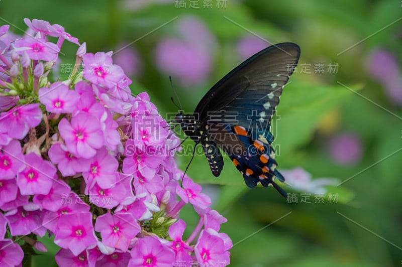 粉红色的花吸引黑色的蝴蝶