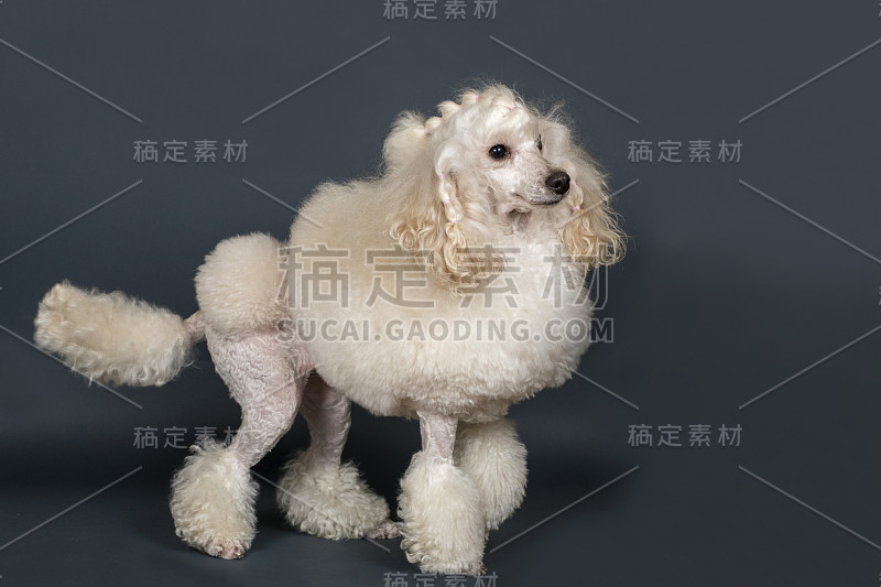 美丽的白色贵宾犬