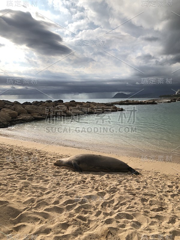 夏威夷Ko Olina的海洋生物