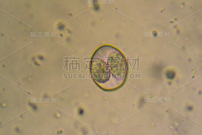 从拉布拉多猎犬幼犬感染样本中分离的艾美耳菌/等孢子菌卵囊
