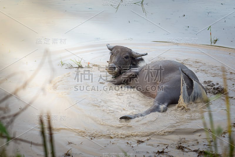 水牛是泡