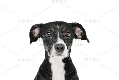 一个可爱的杂种狗的肖像