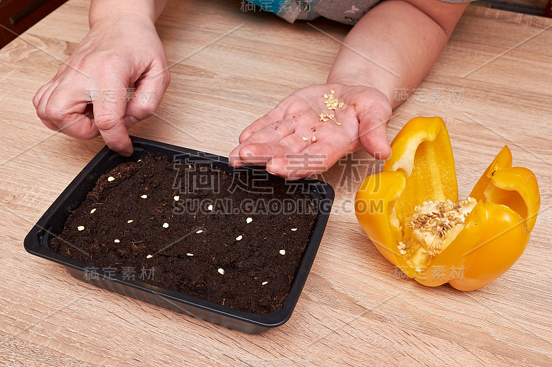 花椒植物种子装在一个塑料盒子里，用女人的手装着秧苗。准备种在地里的种子。黄色甜椒的种子靠近了。籽椒碎