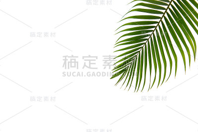 绿色植物的叶子纹理自然，绿色的背景