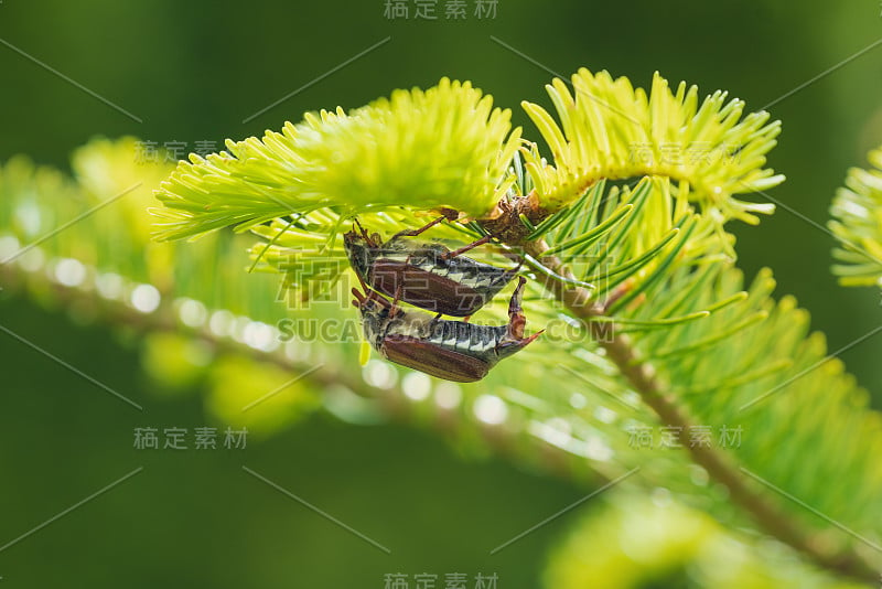 交配的金龟子或虫在一棵阳光普照的常青树上，奥地利，欧洲