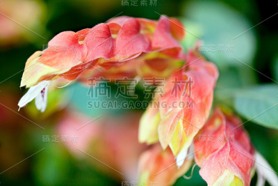 虾植物正义布兰德吉亚纳